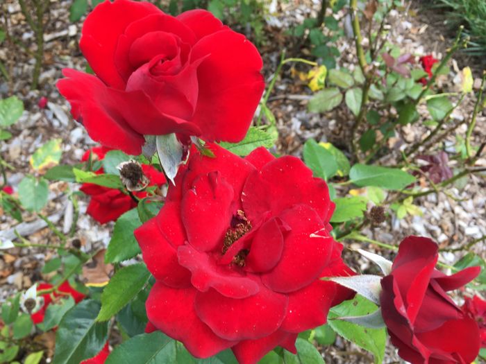 Park of Roses
