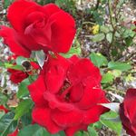 Park of Roses