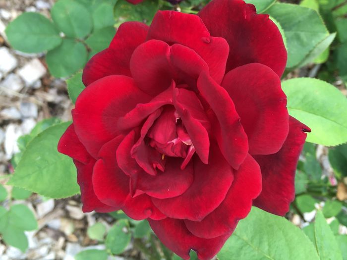 Park of Roses