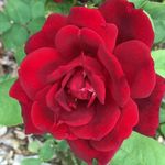 Park of Roses