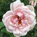 Park of Roses