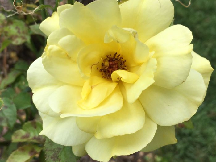 Park of Roses
