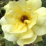 Park of Roses