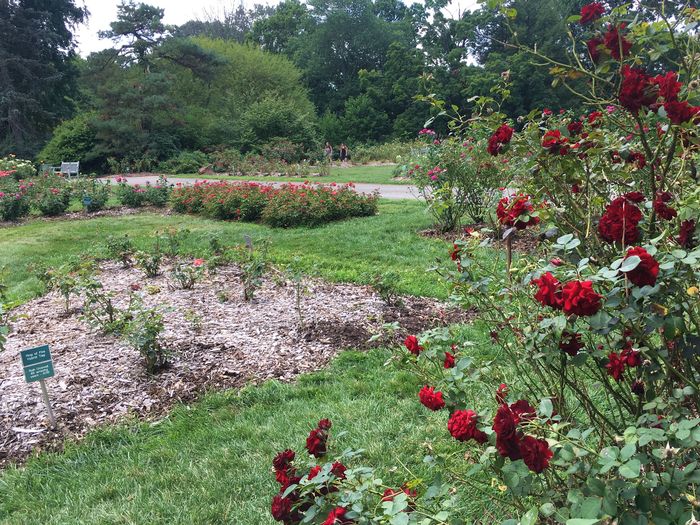 Park of Roses