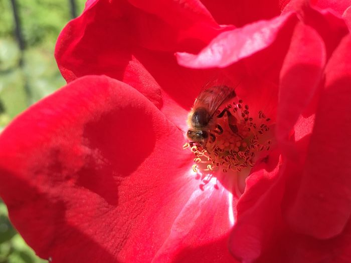 Park of Roses
