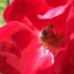 Park of Roses