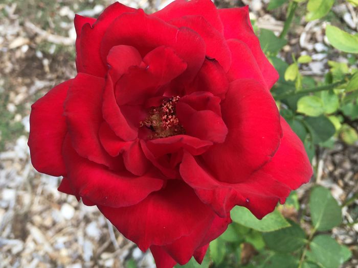 Park of Roses