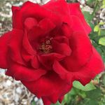 Park of Roses