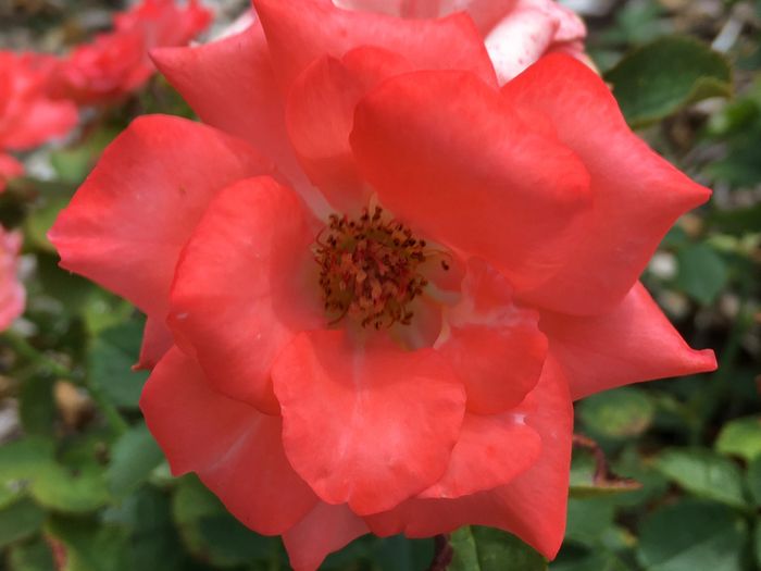 Park of Roses