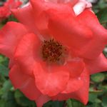 Park of Roses
