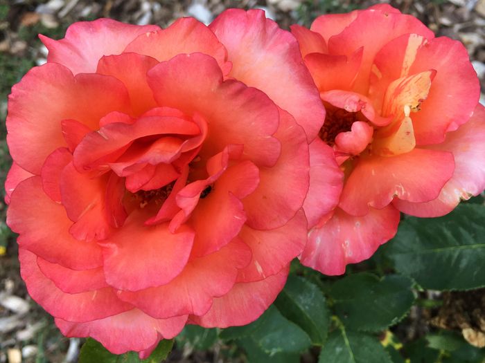 Park of Roses
