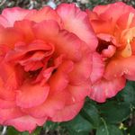 Park of Roses