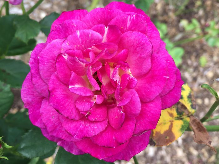 Park of Roses