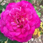 Park of Roses