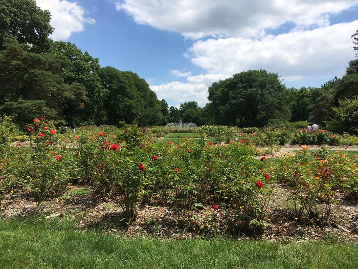 Park of Roses