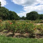 Park of Roses