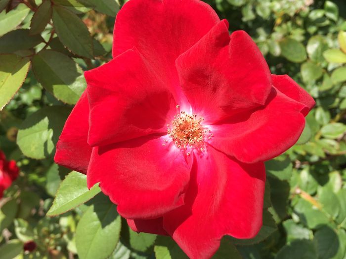 Park of Roses