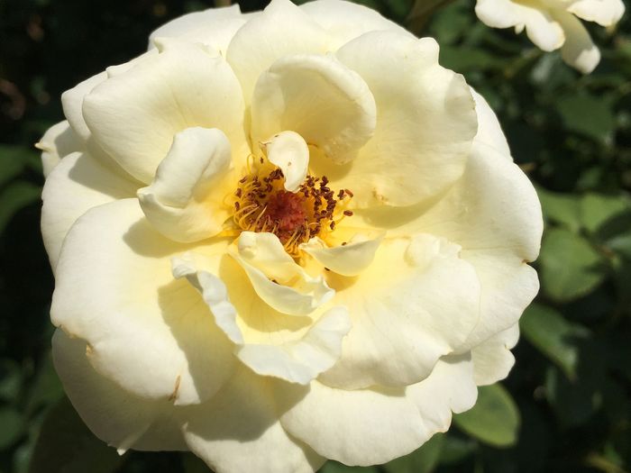Park of Roses
