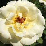 Park of Roses