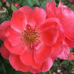 Park of Roses
