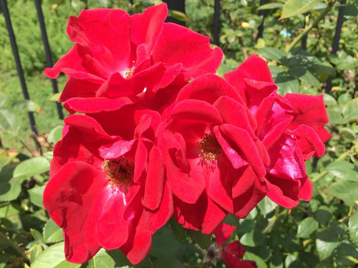 Park of Roses