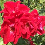 Park of Roses