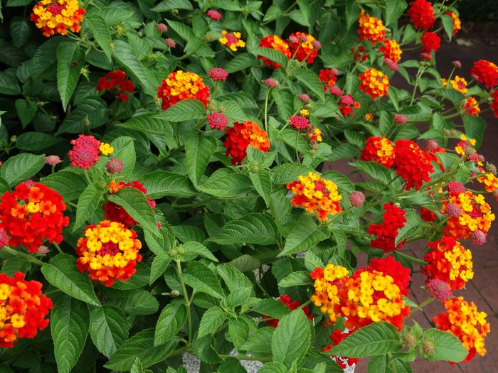 National Herb Garden