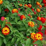 National Herb Garden