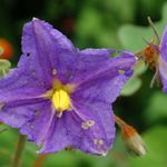 National Herb Garden