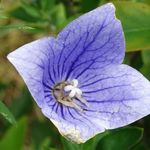 National Herb Garden