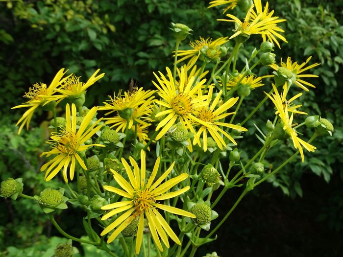 National Herb Garden