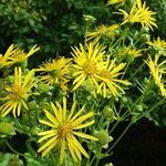 National Herb Garden