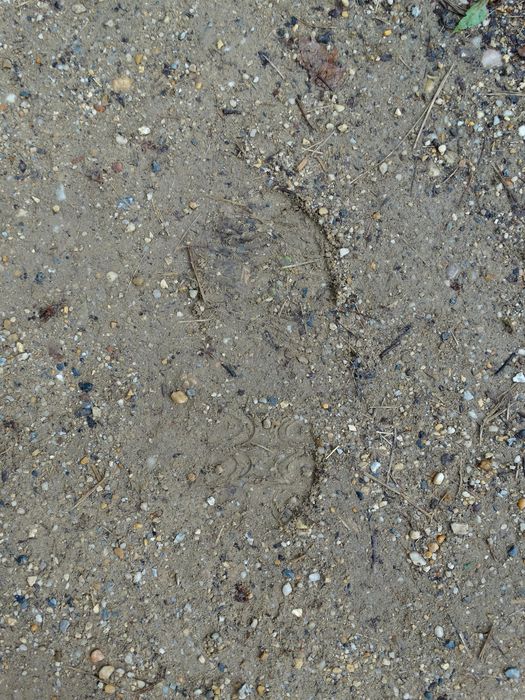 My Footprint