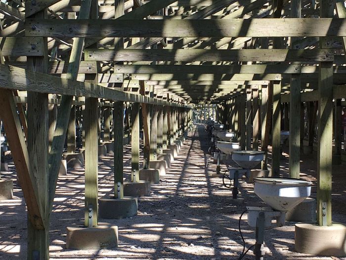 Mean Streak