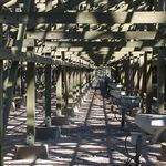 Mean Streak