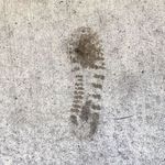 My Footprint