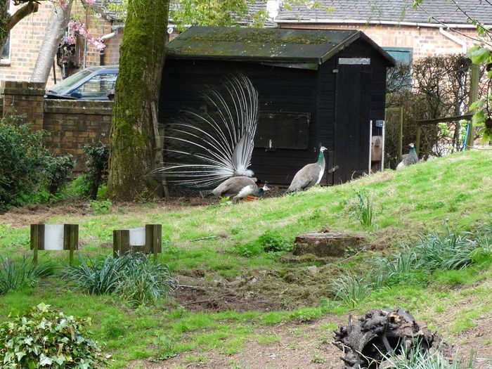 Whitmore Hall Grounds
