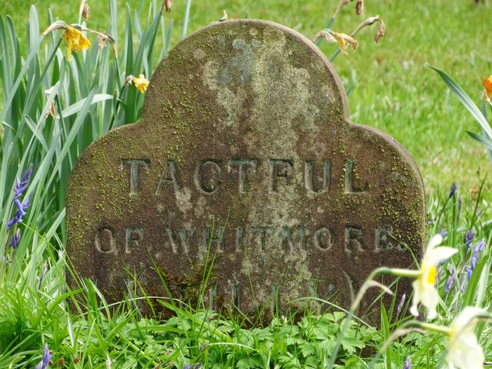Dog Graves