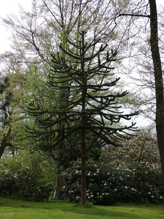 Whitmore Hall Grounds