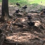 Buffalo Bayou Park