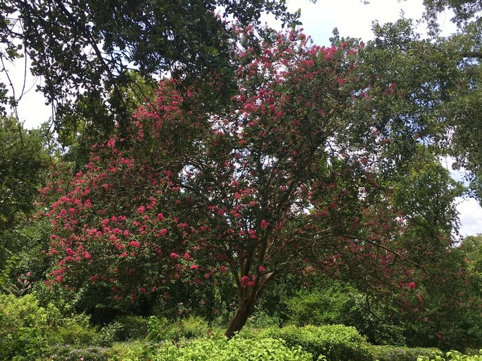 Buffalo Bayou Park