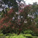 Buffalo Bayou Park