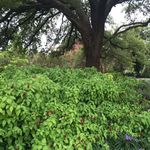 Buffalo Bayou Park