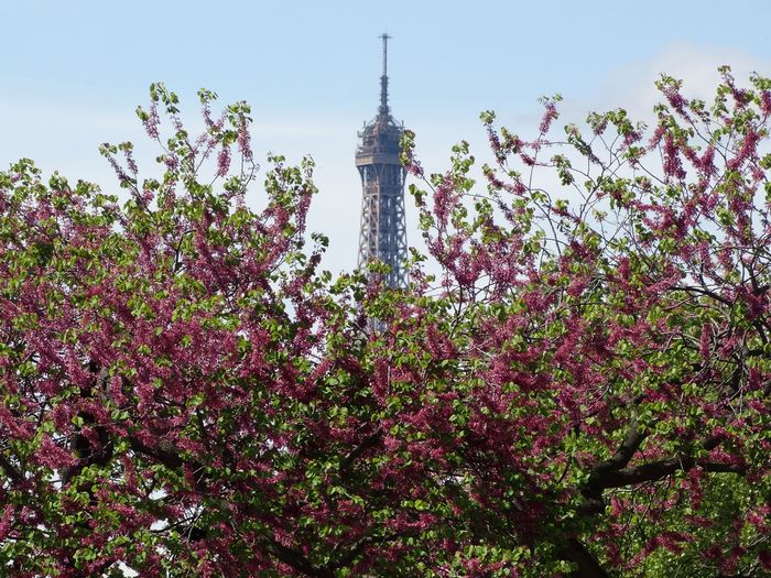 Tuileries Garden