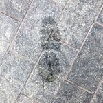 My Footprint