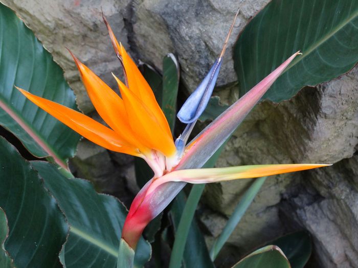 Brooklyn Botanic Garden