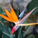Brooklyn Botanic Garden