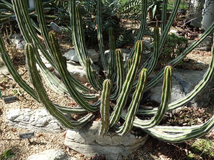 Brooklyn Botanic Garden