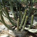 Brooklyn Botanic Garden