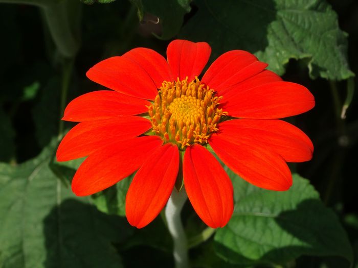 Brooklyn Botanic Garden